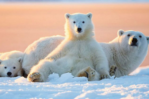 Zanimljive i neverovatne činjenice o polarnim medvjedima Zanimljive i neverovatne činjenice o polarnim medvjedima